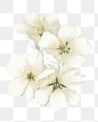 Amarena cherry flower png element, transparent background