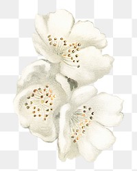 Amarena cherry flower png element, transparent background