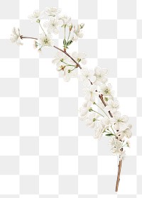 Amarena cherry flower png element, transparent background