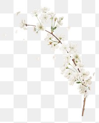 Amarena cherry flower png element, transparent background