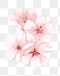 Japanese cherry blossom png flower, transparent background