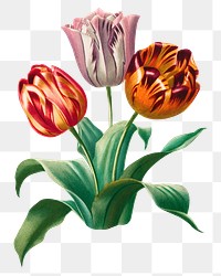 Vintage tulip flower png element, transparent background