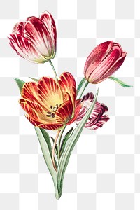 Vintage tulip flower png element, transparent background