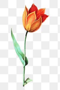 Orange tulip flower png element, transparent background