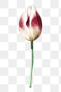Purple tulip flower png element, transparent background