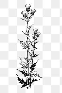 Thistle flower png element, transparent background