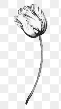 Tulip flower png  element, transparent background