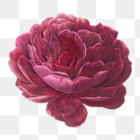 Purple blooming rose flower png element, transparent background