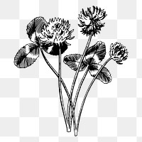 Clover flower png element, transparent background