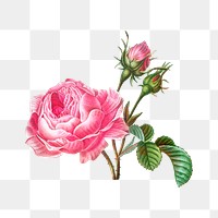 Pink blooming rose flower png element, transparent background