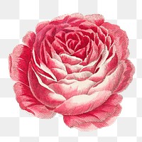Pink blooming rose flower png element, transparent background