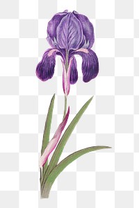 Purple iris flower png element, transparent background