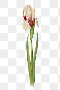 White iris flower png element, transparent background