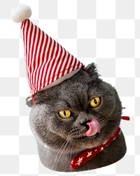 Cat wearing png birthday hat sticker, transparent background