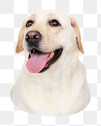 Labrador Retriever dog png sticker, transparent background