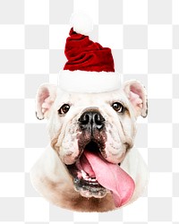 Bulldog in Santa hat png sticker, transparent background