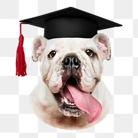 Bulldog in graduation cap png sticker, transparent background