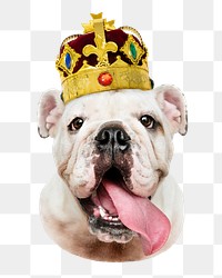 Bulldog with gold crown png sticker, transparent background