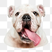 Funny bulldog png sticker, transparent background