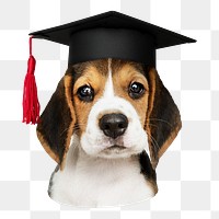 Png beagle in graduation cap sticker, transparent background