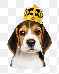 Png puppy wearing crown sticker, transparent background