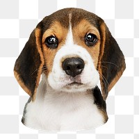 Beagle puppy png sticker, transparent background