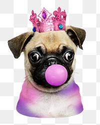 Cute pug puppy png sticker, blowing bubble gum, transparent background