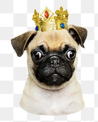 Pug in gold crown png sticker, transparent background