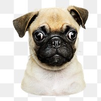 Adorable pug puppy png sticker, transparent background