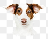 Jack Russell Retriever png sticker, transparent background