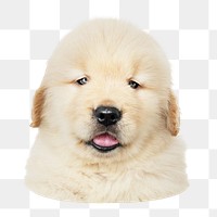 Golden Retriever puppy png sticker, transparent background