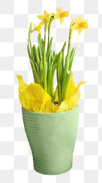 Yellow daffodil flower png, transparent background