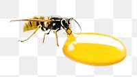 PNG wasp drinking some honey, collage element, transparent background