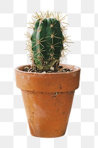 Cactus houseplant png, transparent background