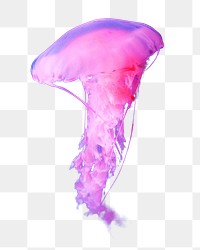 Pink jellyfish png sticker, transparent background