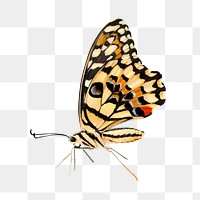 PNG butterfly, collage element, transparent background