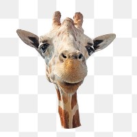 Giraffe png animal, transparent background