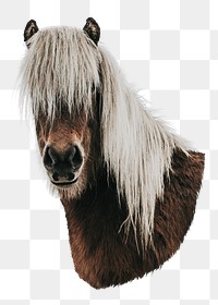 Icelandic horse png sticker, transparent background