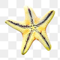 Starfish png sticker, animal transparent background