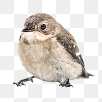 Chickadee bird png, transparent background