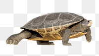 Tortoise png, transparent background