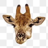 Giraffe portrait png sticker, transparent background