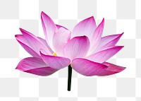 Water lily flower png, transparent background