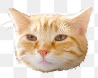 Cat head png pet sticker, transparent background