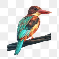 White-throated kingfisher bird png, transparent background