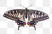 Vintage butterfly png sticker, transparent background