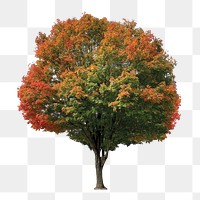 Autumn tree png, transparent background