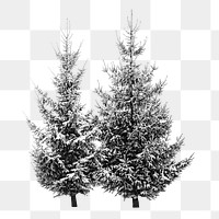 Png snow winter pine tree, isolated object, transparent background