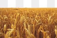 PNG Field of barley in the summer collage element, transparent background