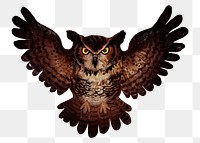 Png owl element, transparent background